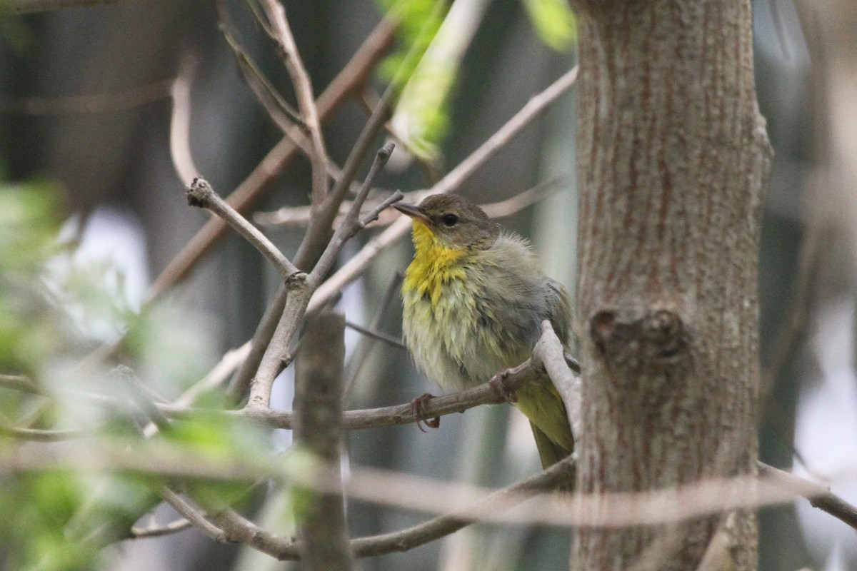 Common Yellowthroat - ML618631421