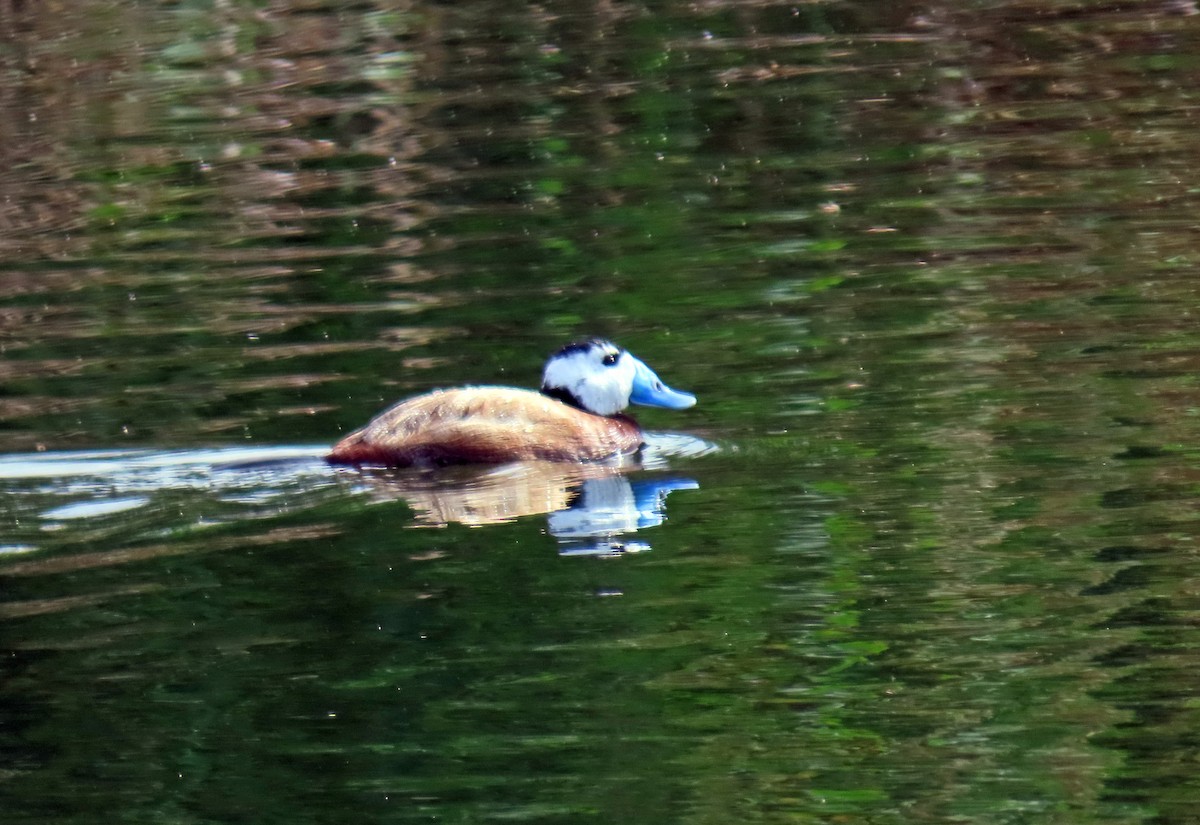 White-headed Duck - ML618631422