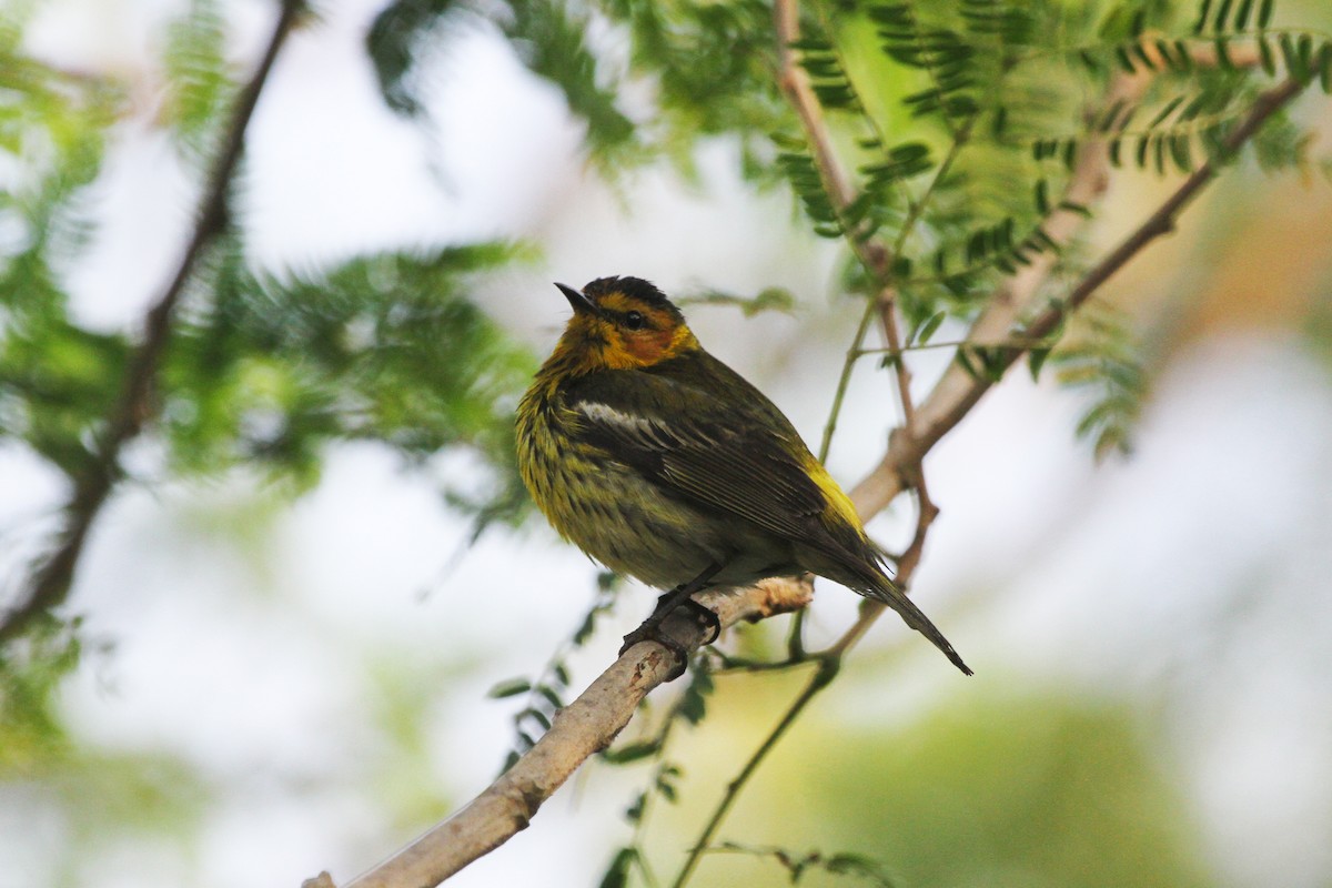 Cape May Warbler - ML618631425