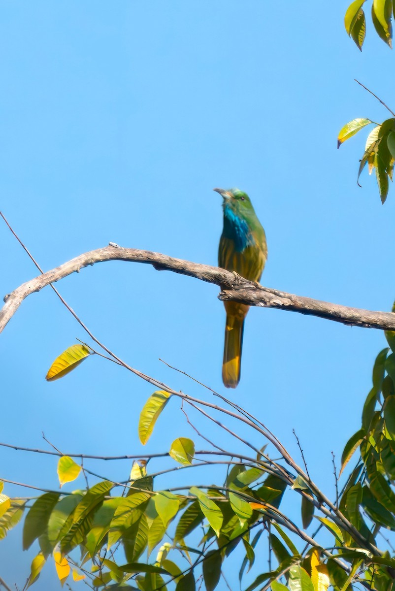 Blue-bearded Bee-eater - ML618631440