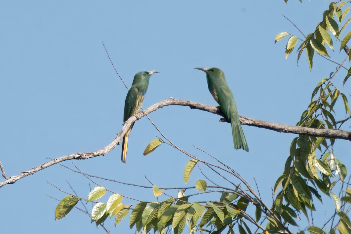 Blue-bearded Bee-eater - ML618631441