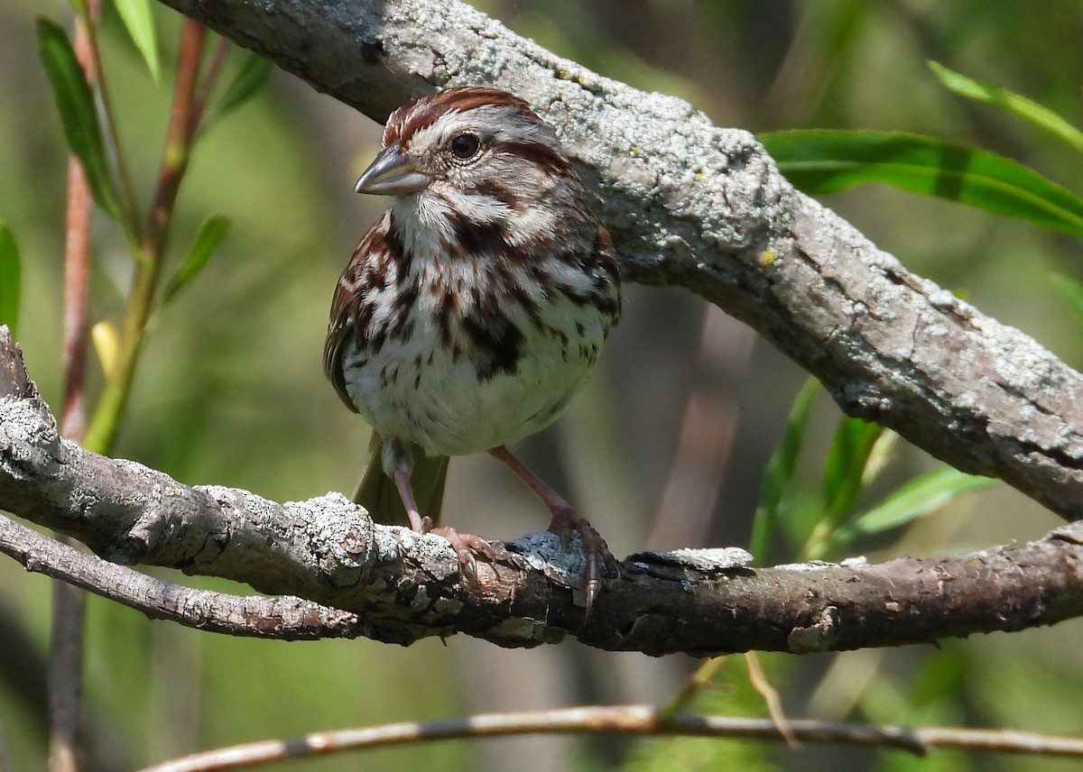 Song Sparrow - ML618631443