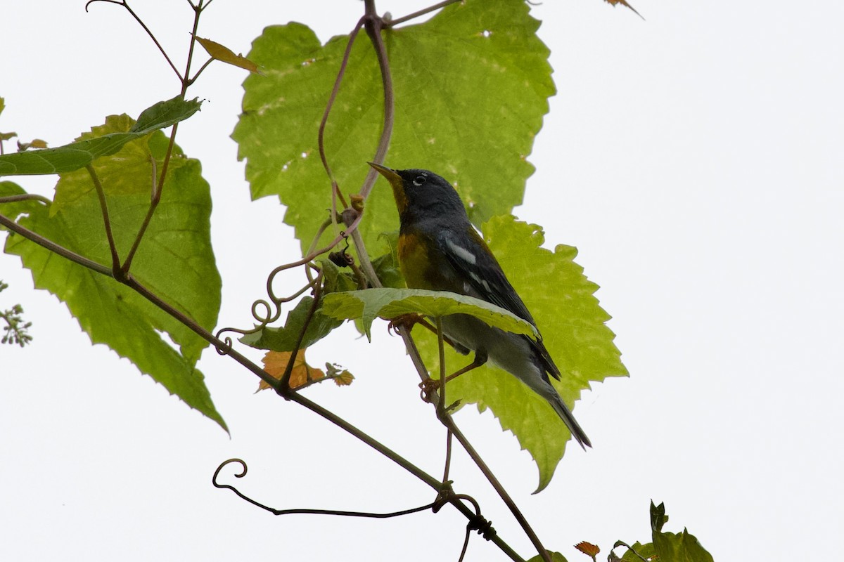 Northern Parula - Zachary Tonzetich