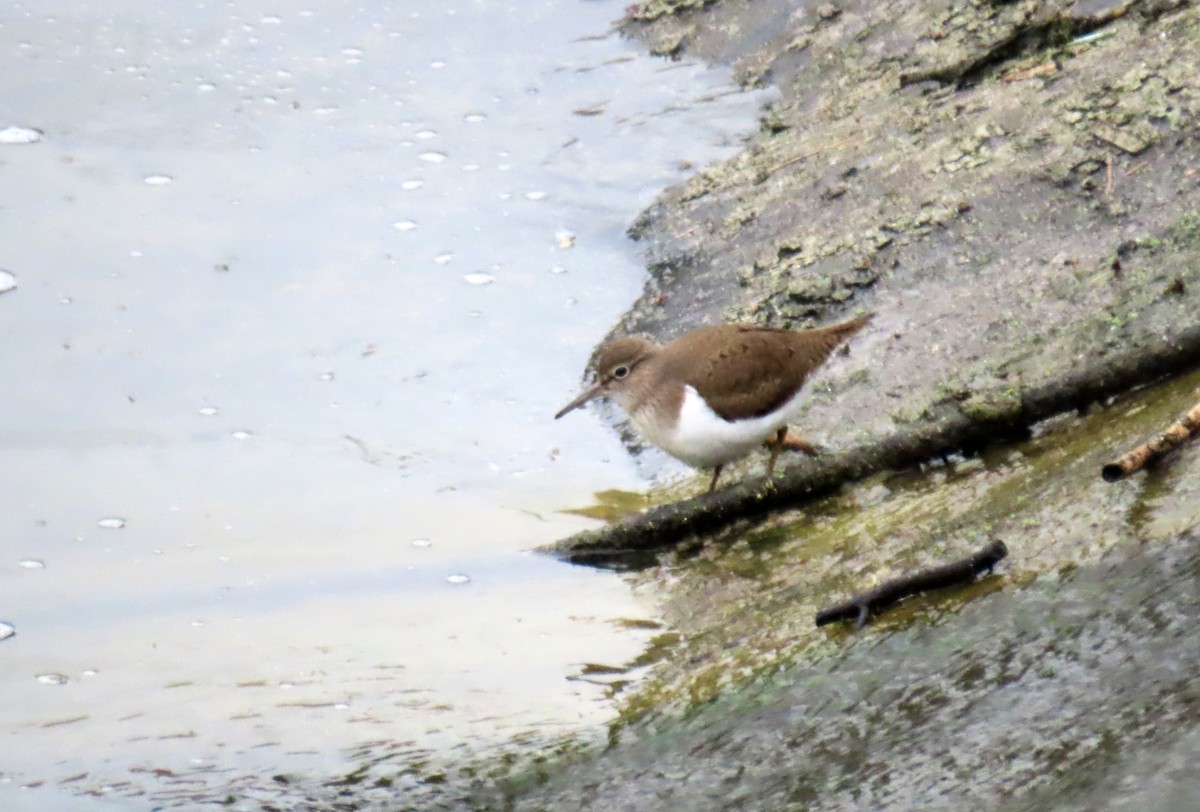 Common Sandpiper - ML618631533