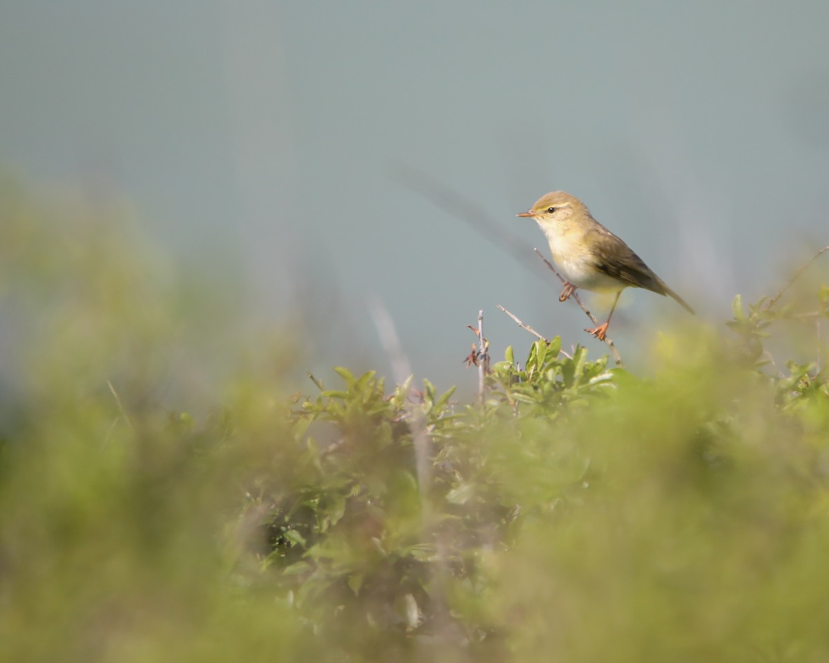 Willow Warbler - Gaëtan Canon