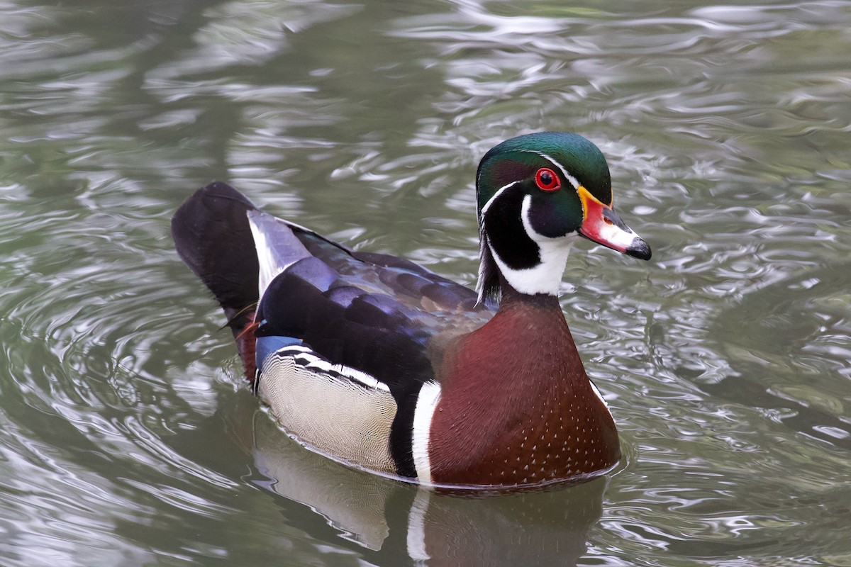 Wood Duck - Zachary Tonzetich