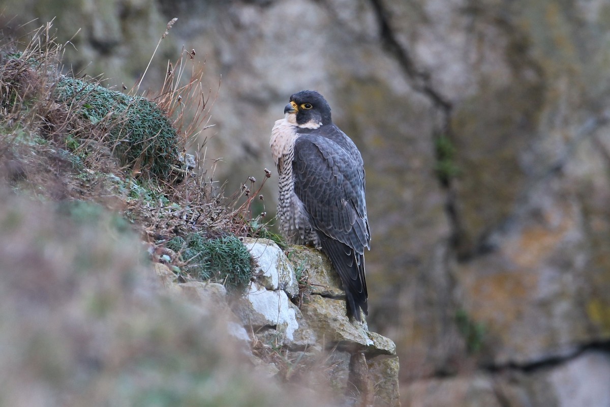 Peregrine Falcon - ML618631625