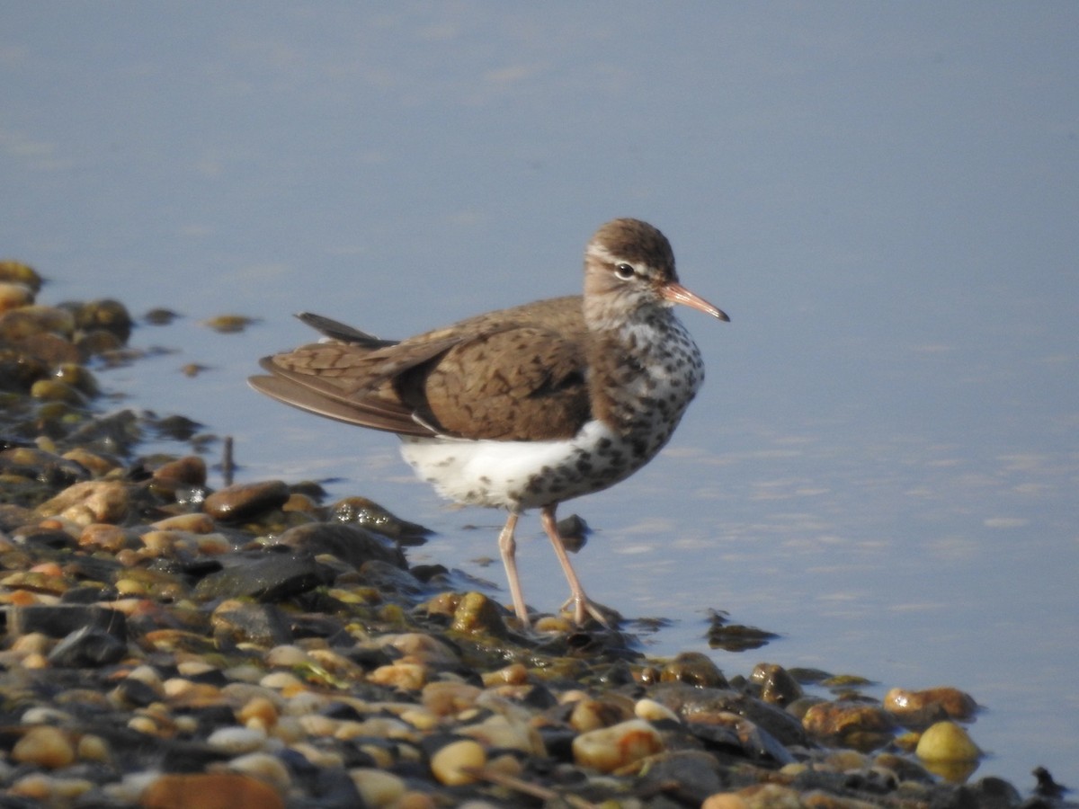 Spotted Sandpiper - Martha Beebe