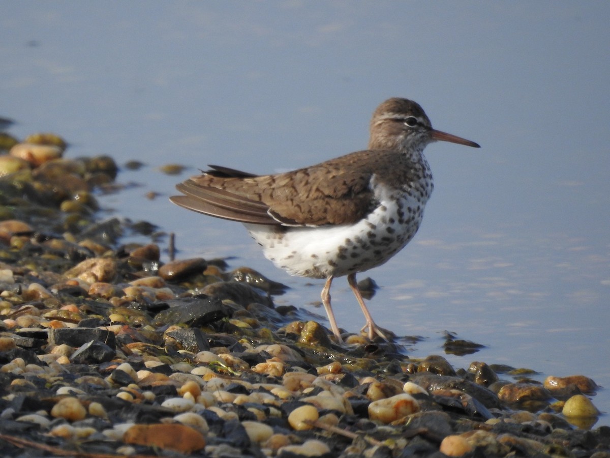 Spotted Sandpiper - Martha Beebe