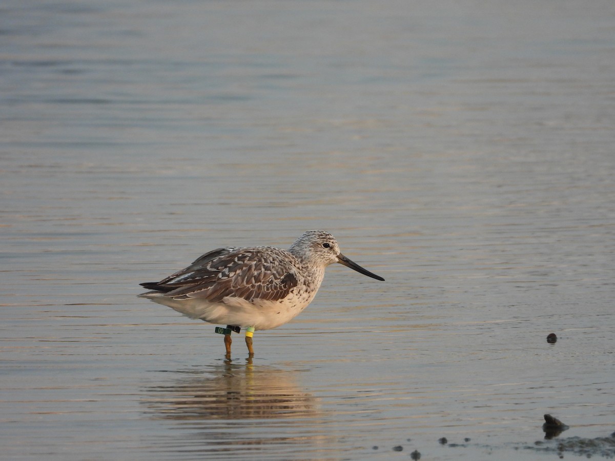 Nordmann's Greenshank - Philipp Maleko