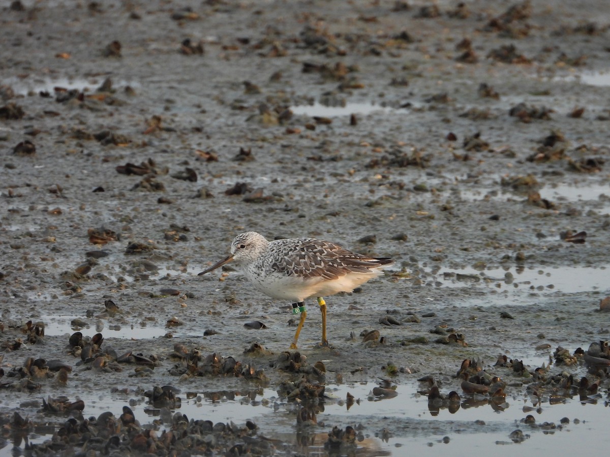 Nordmann's Greenshank - ML618631638