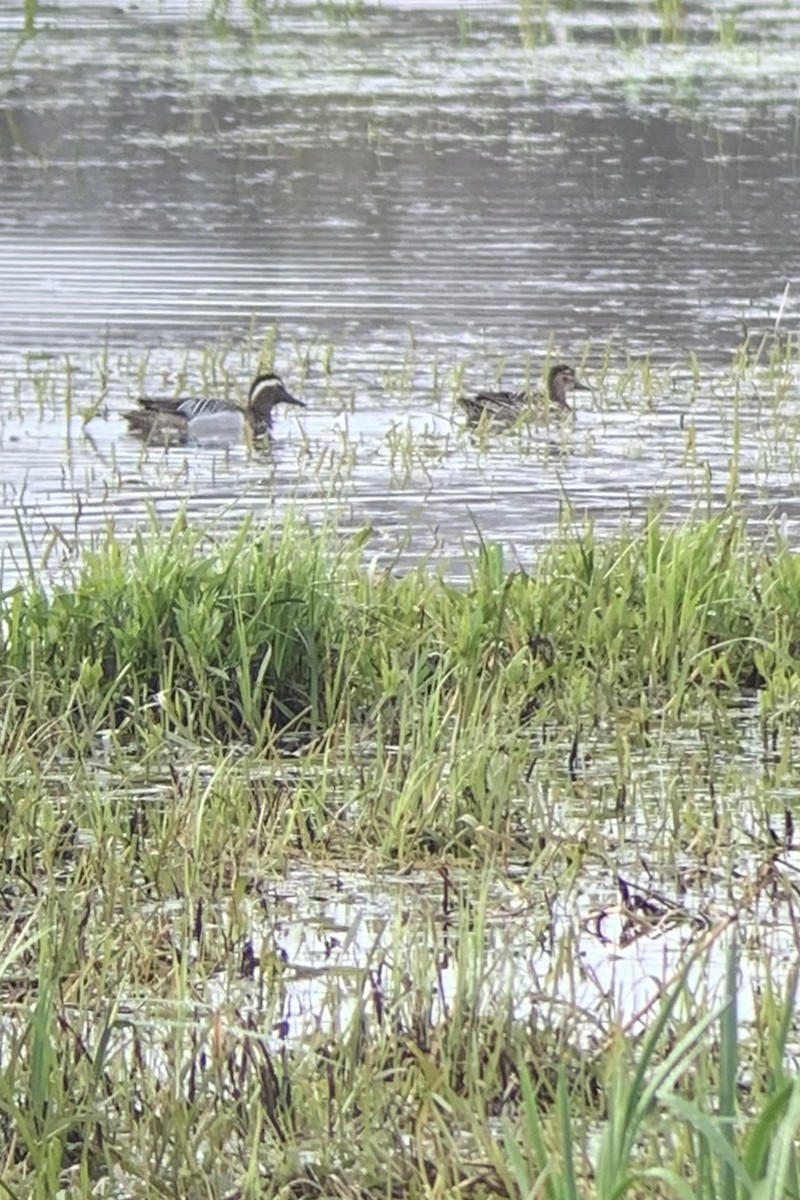 Garganey - Peter Wijnsouw