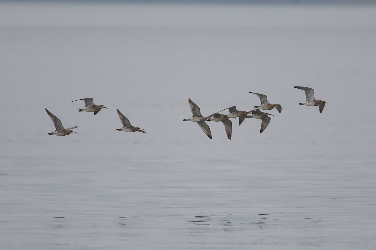 Whimbrel - Gaëtan Canon