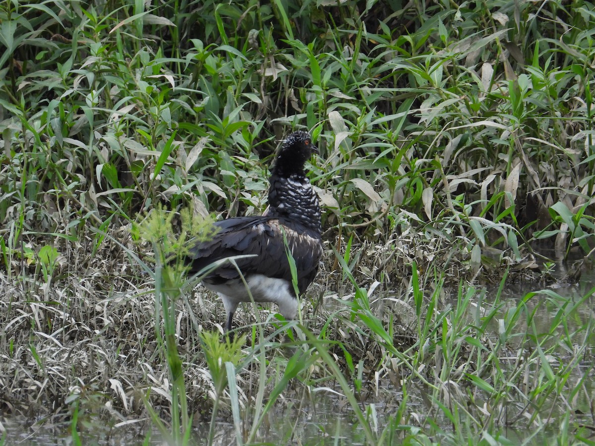 Horned Screamer - ML618631674