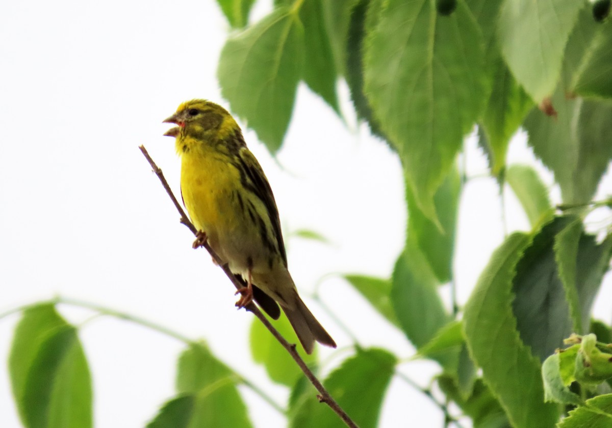 European Serin - ML618631691