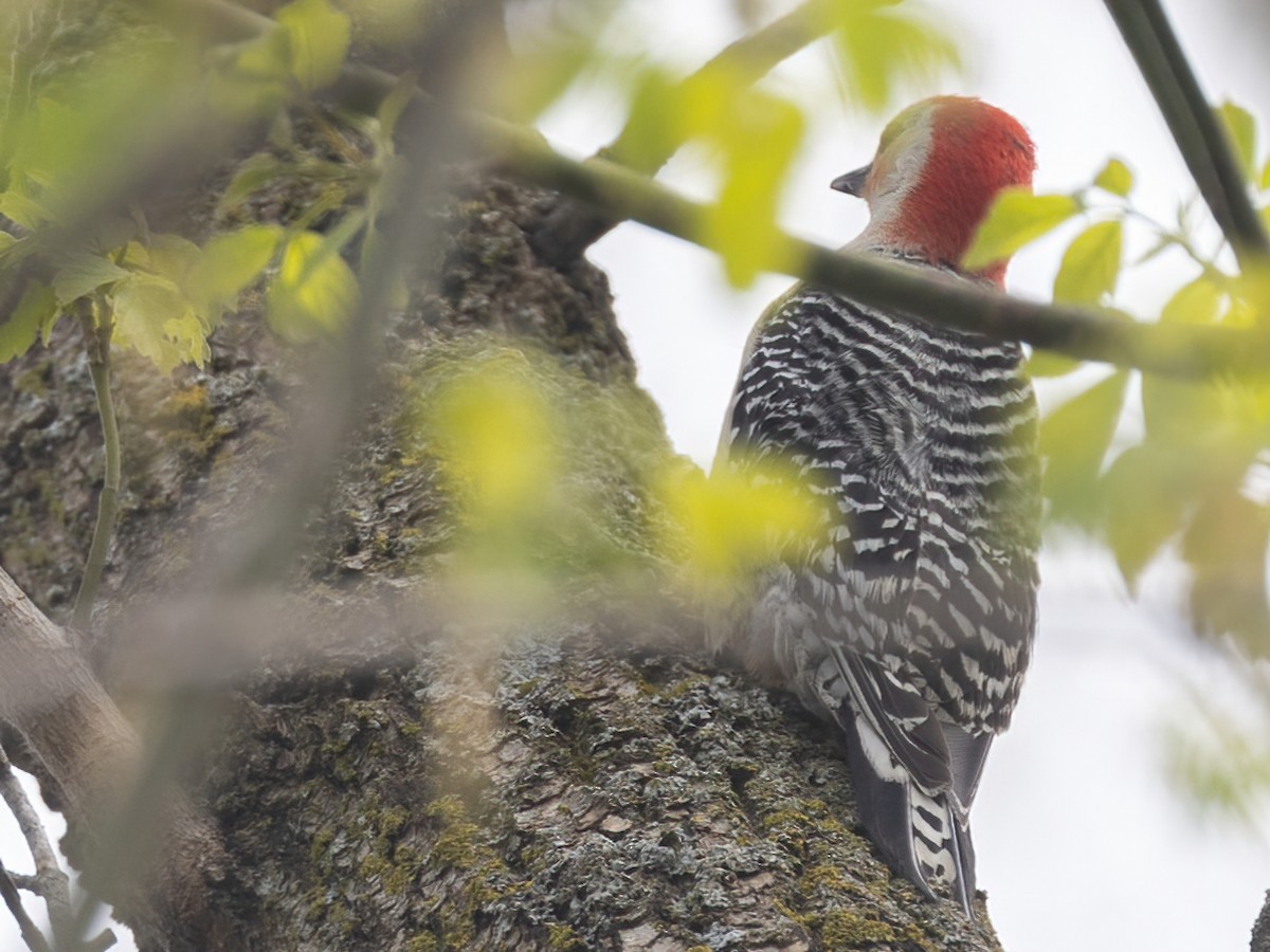 Red-bellied Woodpecker - ML618631742