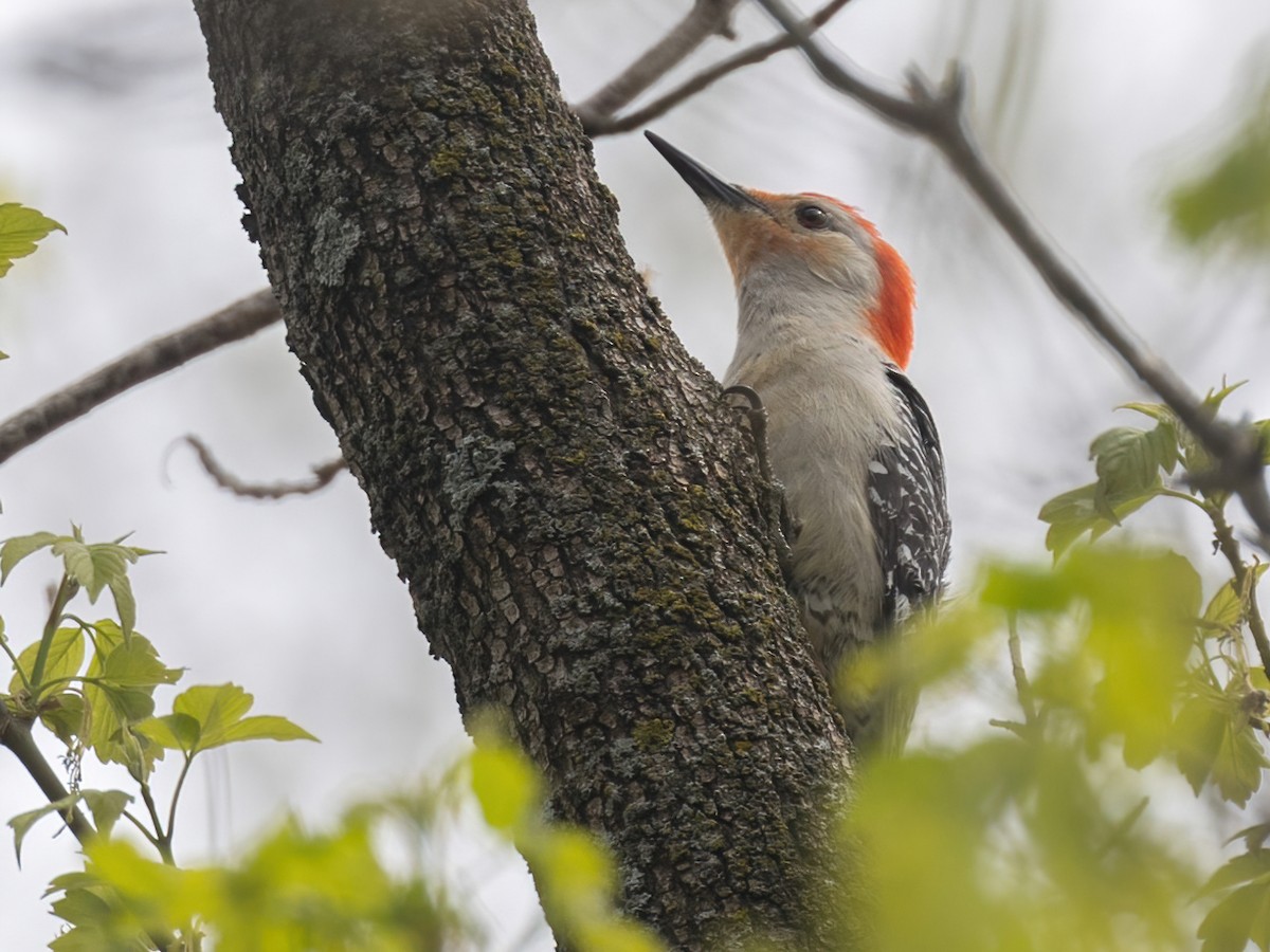 Red-bellied Woodpecker - ML618631743