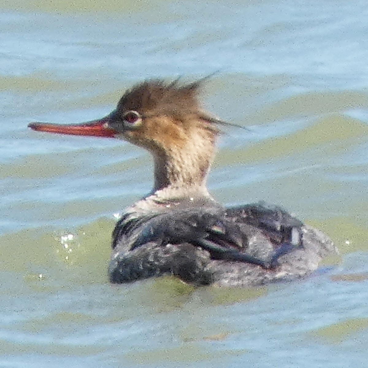 Red-breasted Merganser - ML618631745