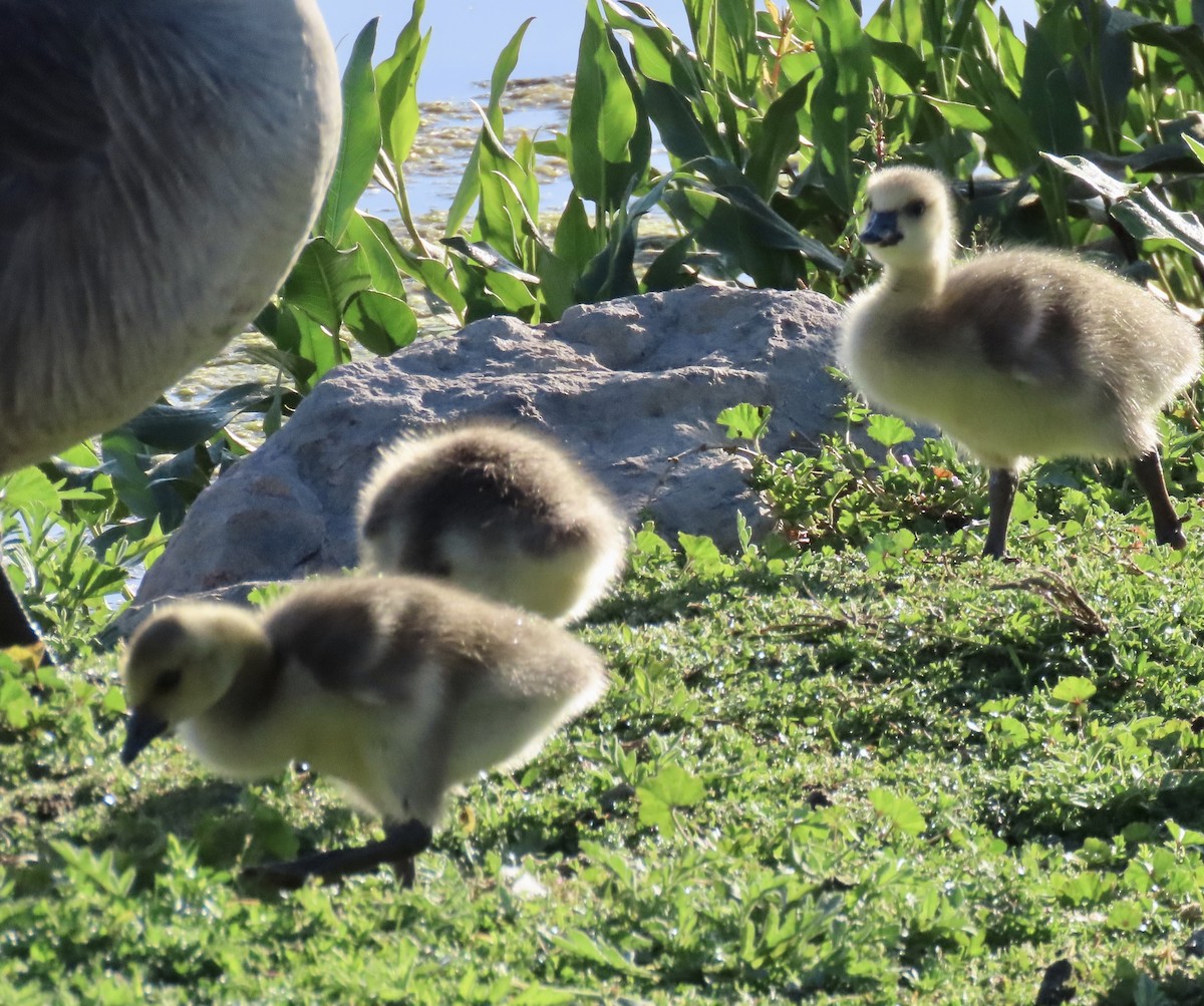 Canada Goose - ML618631762