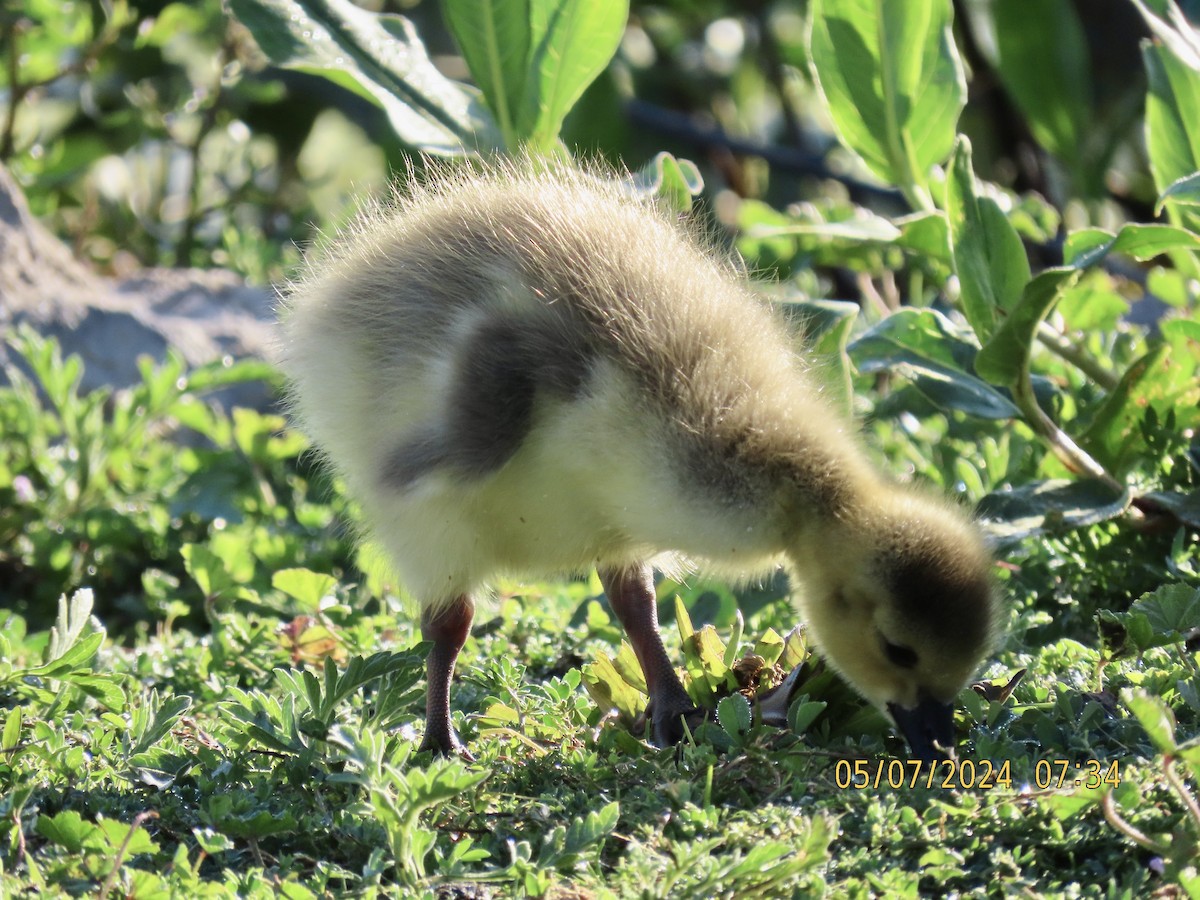 Canada Goose - ML618631765