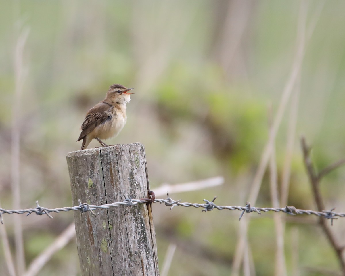 Sedge Warbler - ML618631768