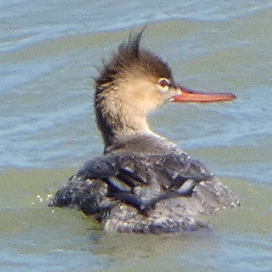 Red-breasted Merganser - ML618631770