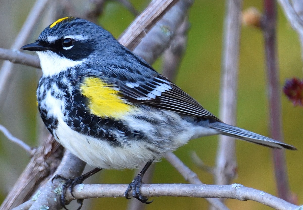 Yellow-rumped Warbler - ML618631785