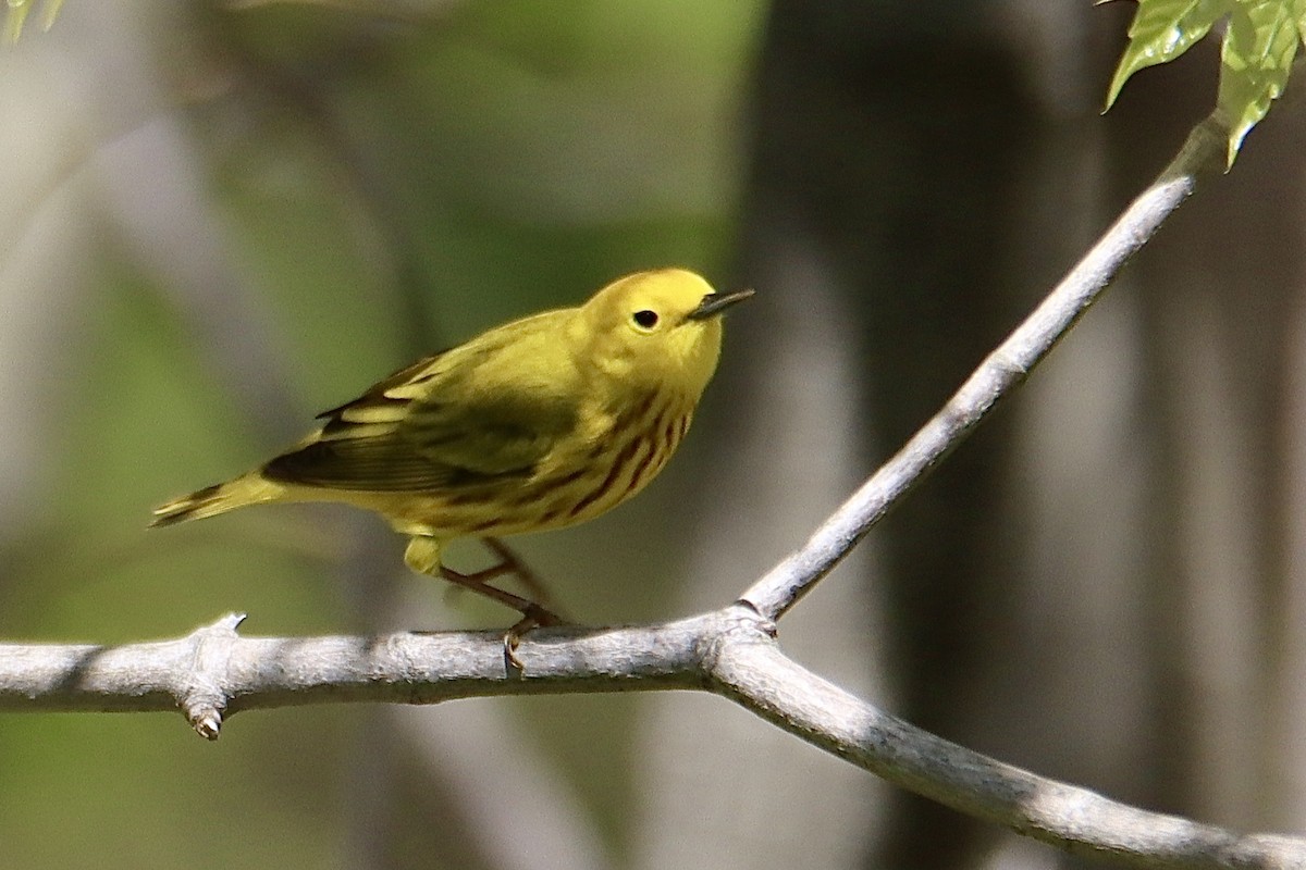 Yellow Warbler - Francis Porter