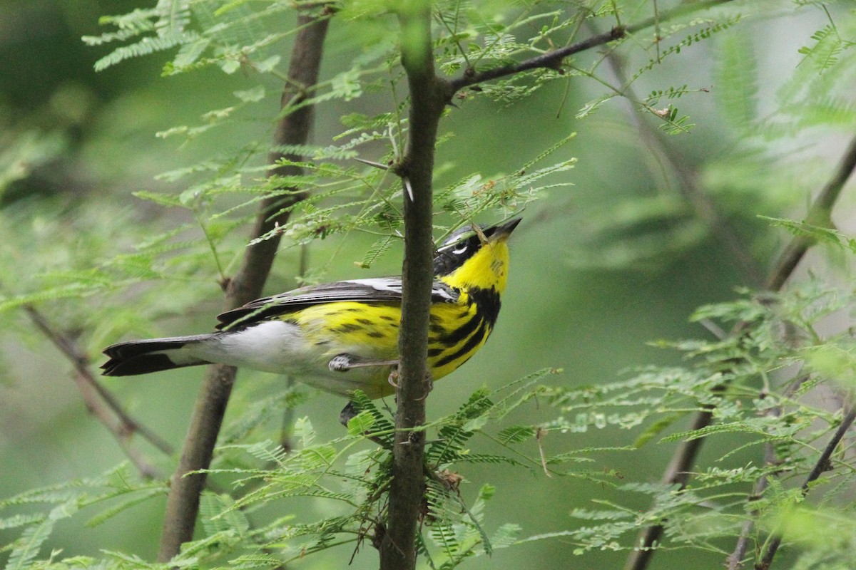 Magnolia Warbler - ML618631798