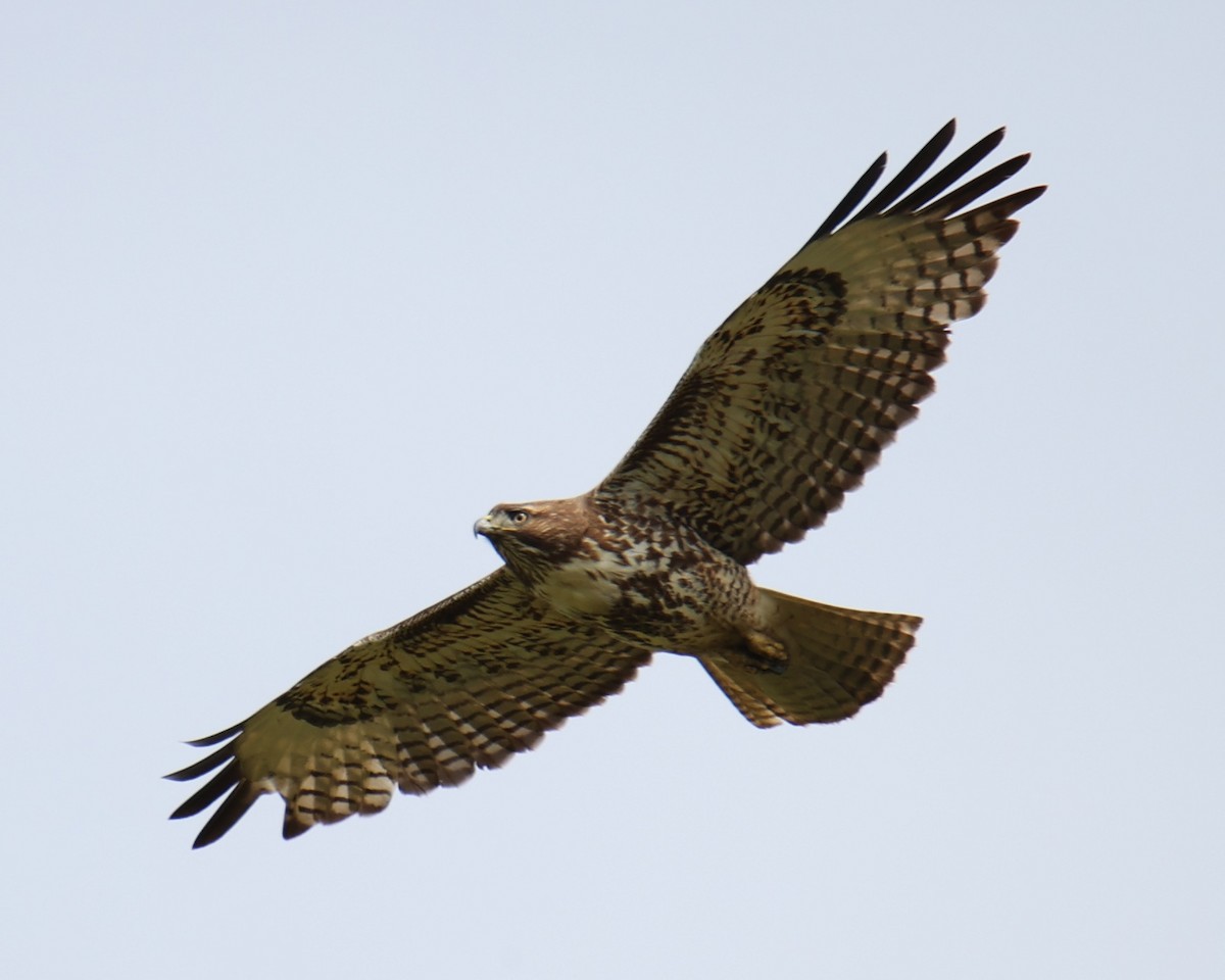 Red-tailed Hawk - Linda Dalton