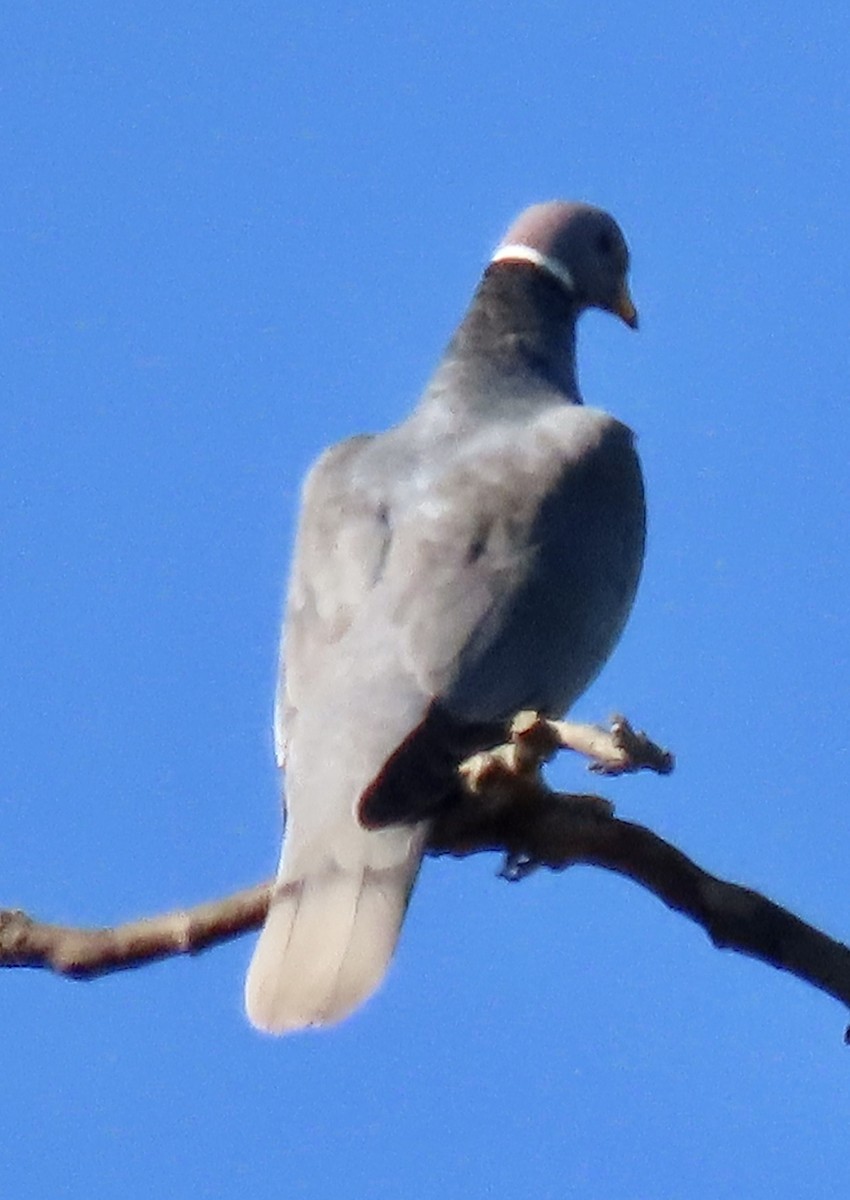 Band-tailed Pigeon - ML618631860