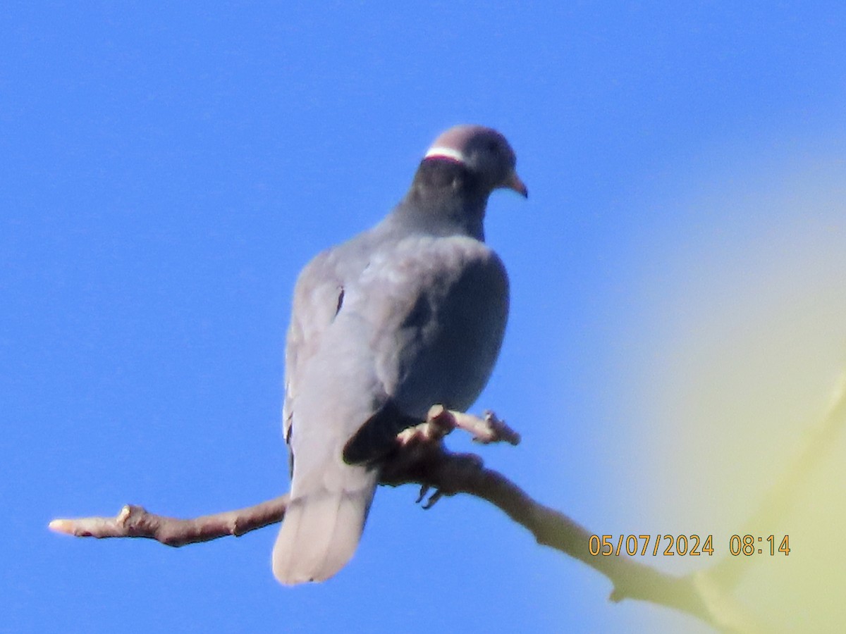 Band-tailed Pigeon - ML618631861