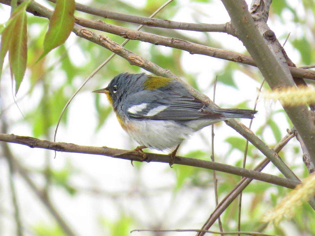 Northern Parula - Michael L Crouse