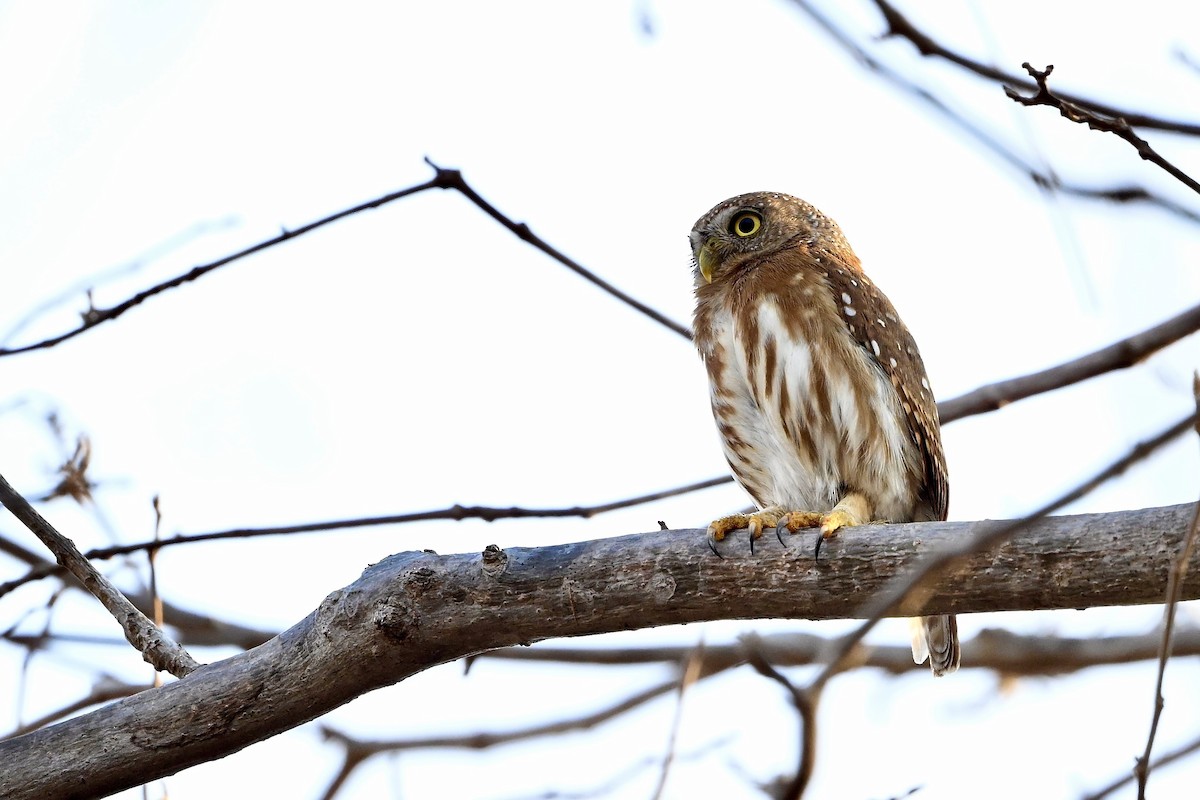 Colima Pygmy-Owl - Gerald Friesen