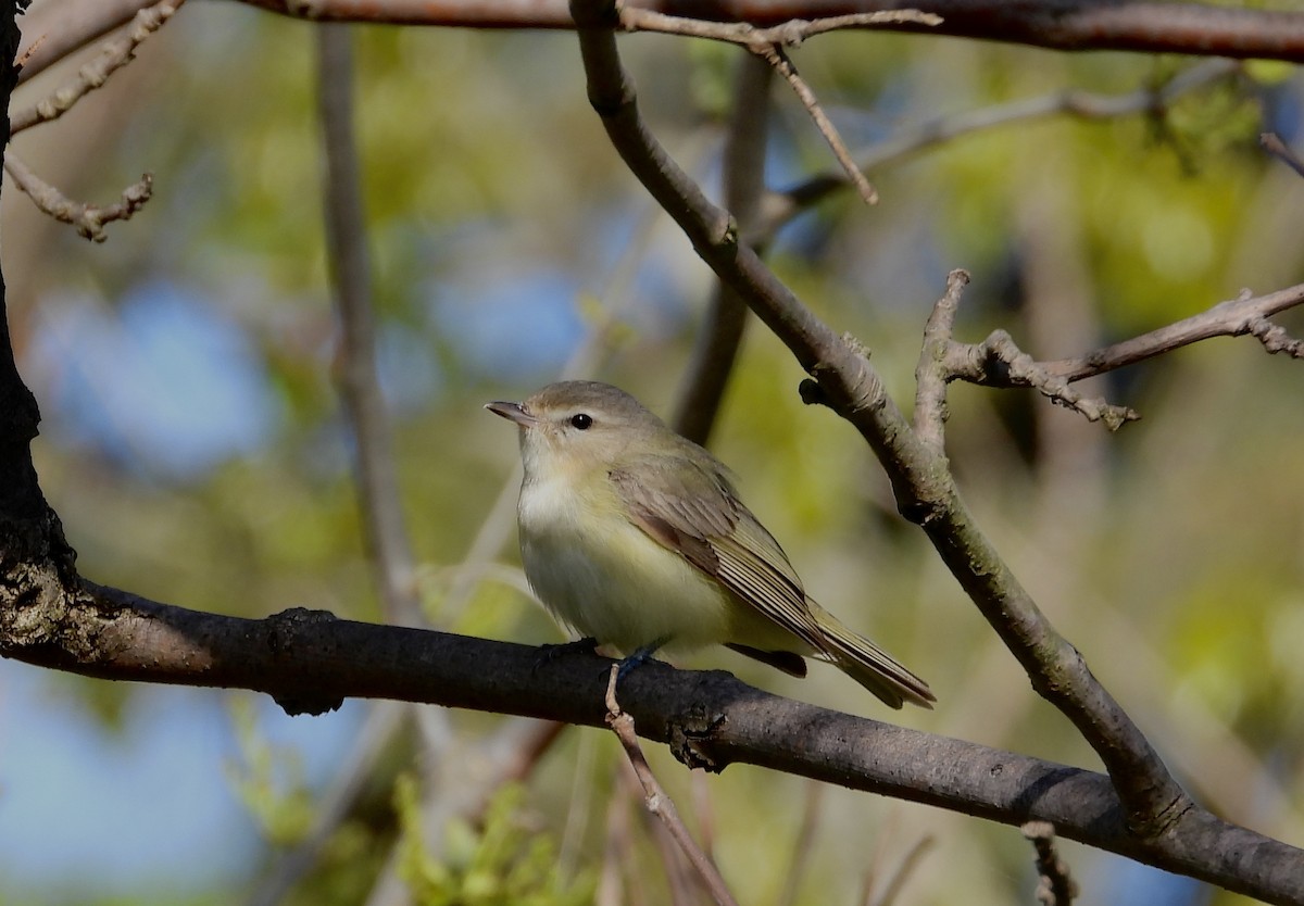 Sängervireo - ML618631906