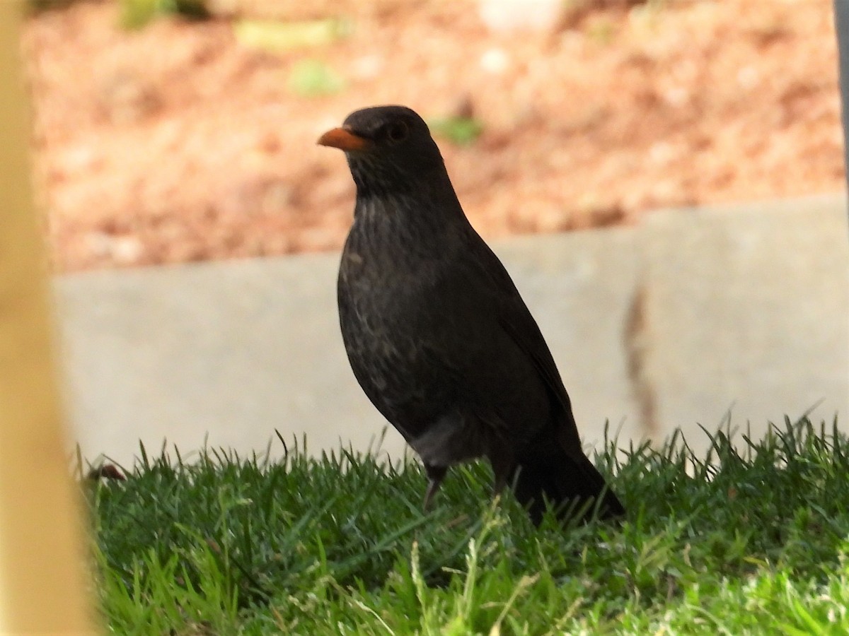 Eurasian Blackbird - Gil Aburto-Avila