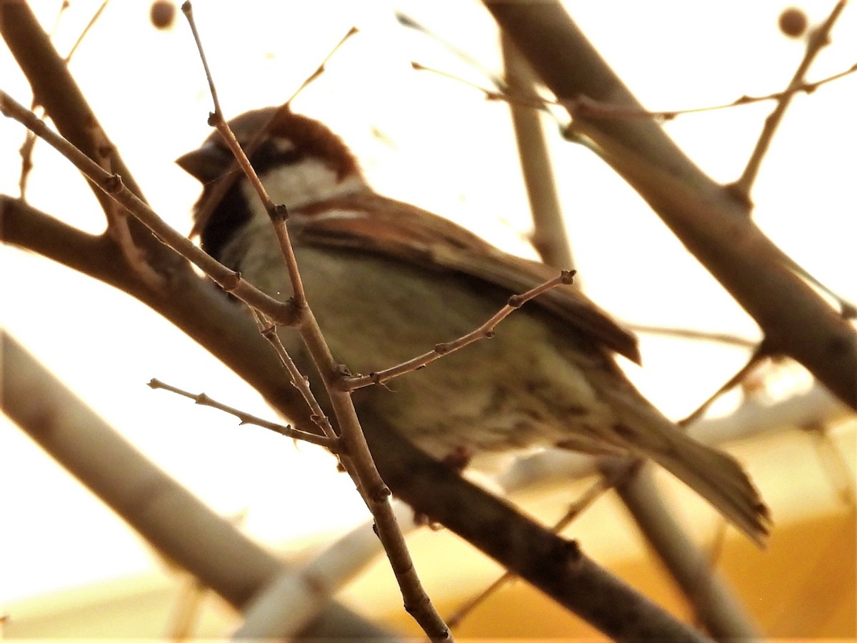 House Sparrow - Gil Aburto-Avila