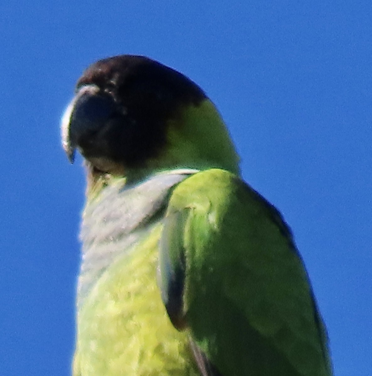 Nanday Parakeet - ML618631973