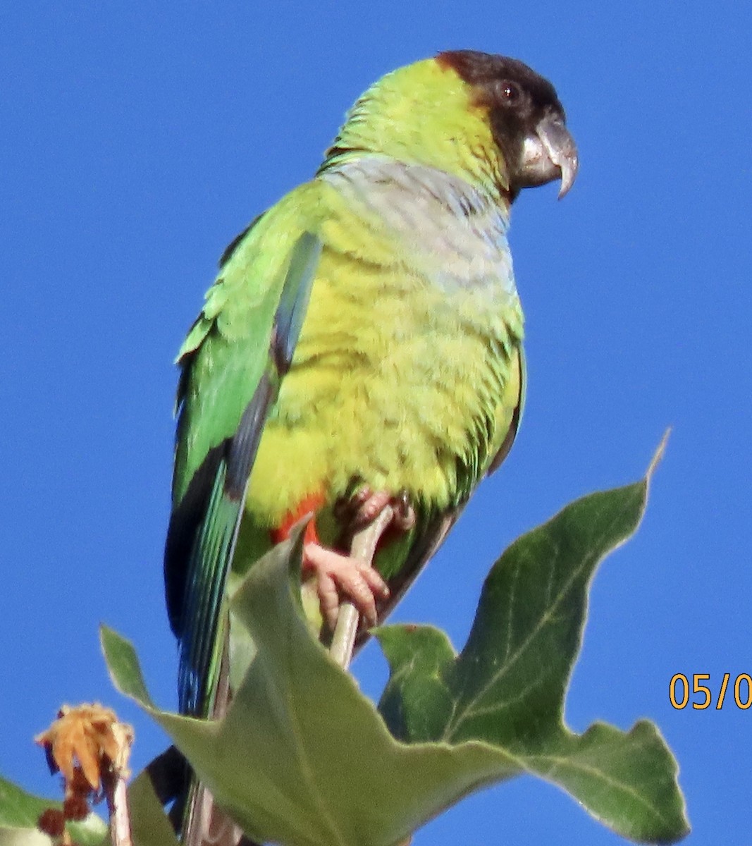 Nanday Parakeet - ML618631977