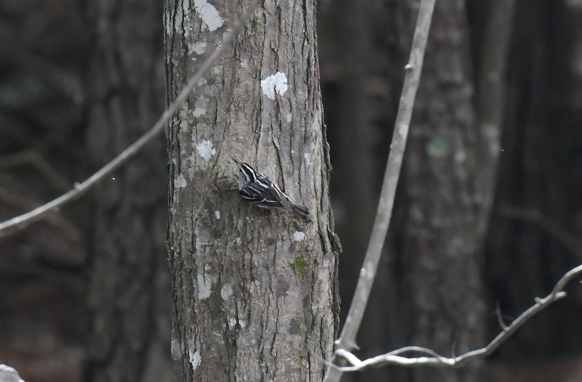 Black-and-white Warbler - ML618632006