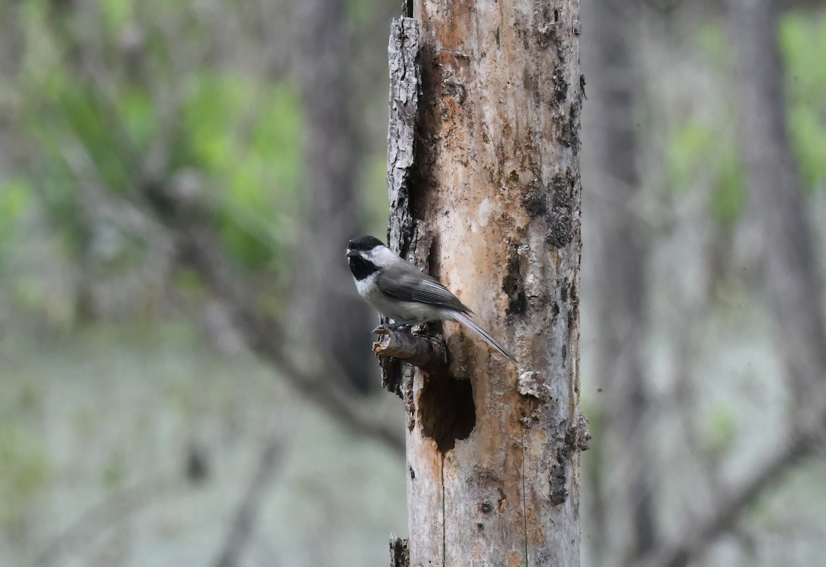 Carolina Chickadee - ML618632014