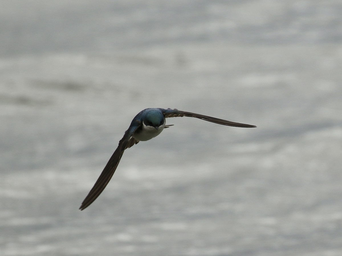 Tree Swallow - ML618632069