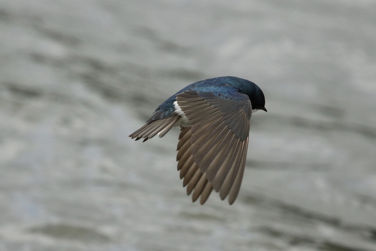 Tree Swallow - ML618632071