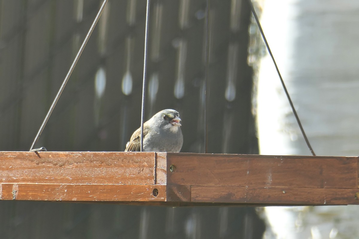 Junco Ojioscuro x Chingolo Gorjiblanco (híbrido) - ML618632113