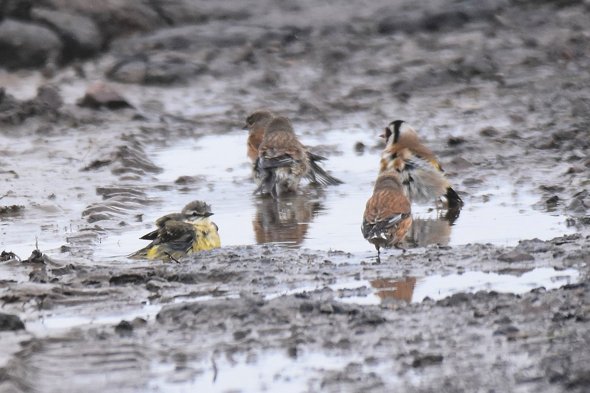 Western Yellow Wagtail - Lukasz Pulawski