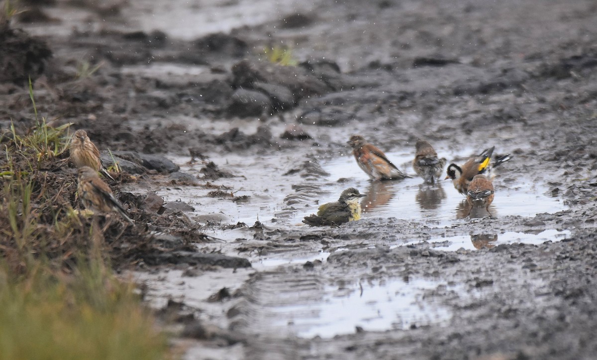 Western Yellow Wagtail - Lukasz Pulawski