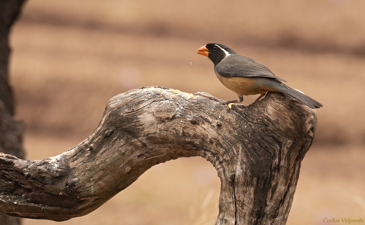 Saltator à bec orange - ML618632178