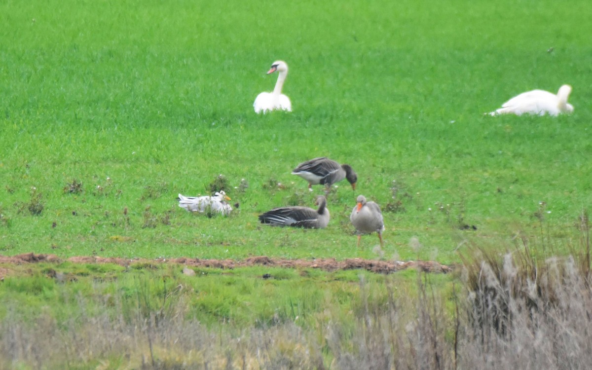 Bar-headed Goose - ML618632197