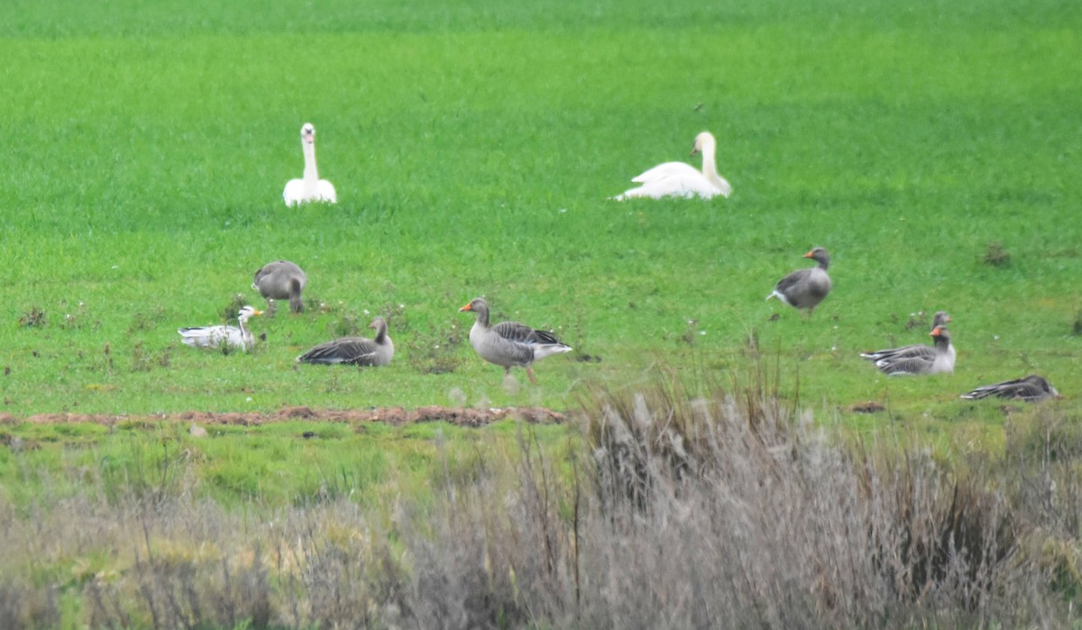 Bar-headed Goose - ML618632199