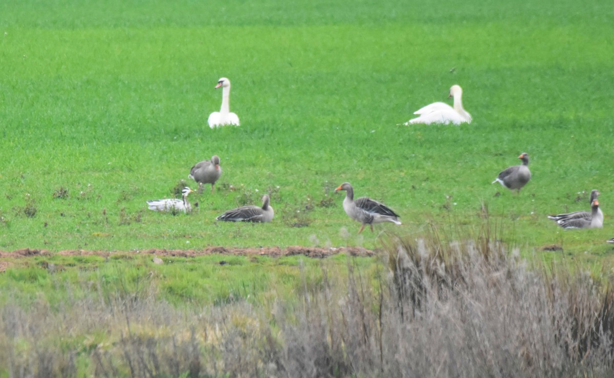 Bar-headed Goose - ML618632200